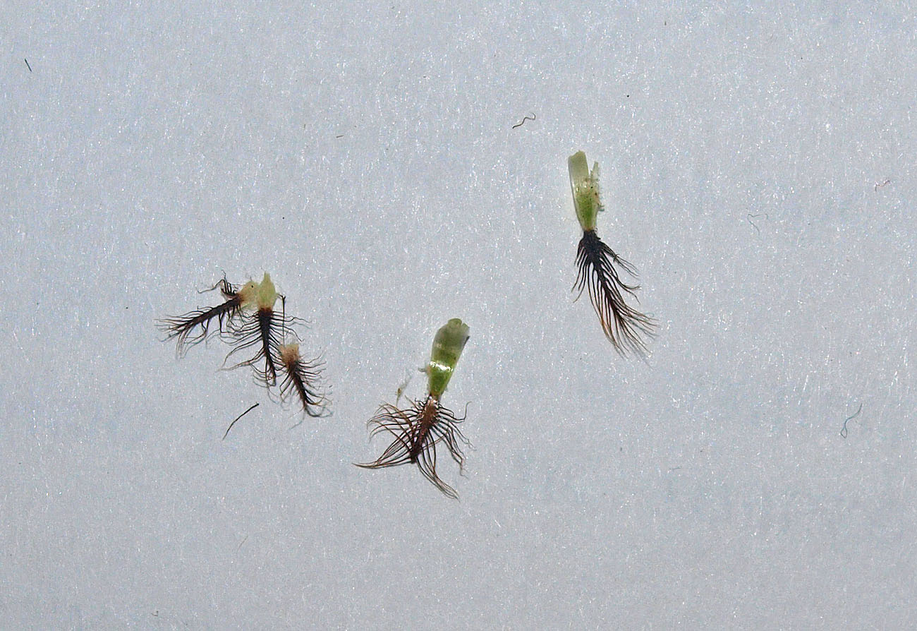 Image of Centaurea pseudophrygia specimen.