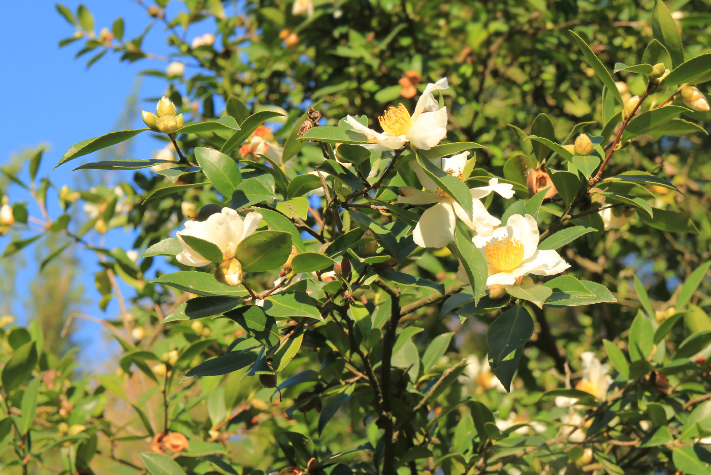 Image of Camellia sasanqua specimen.