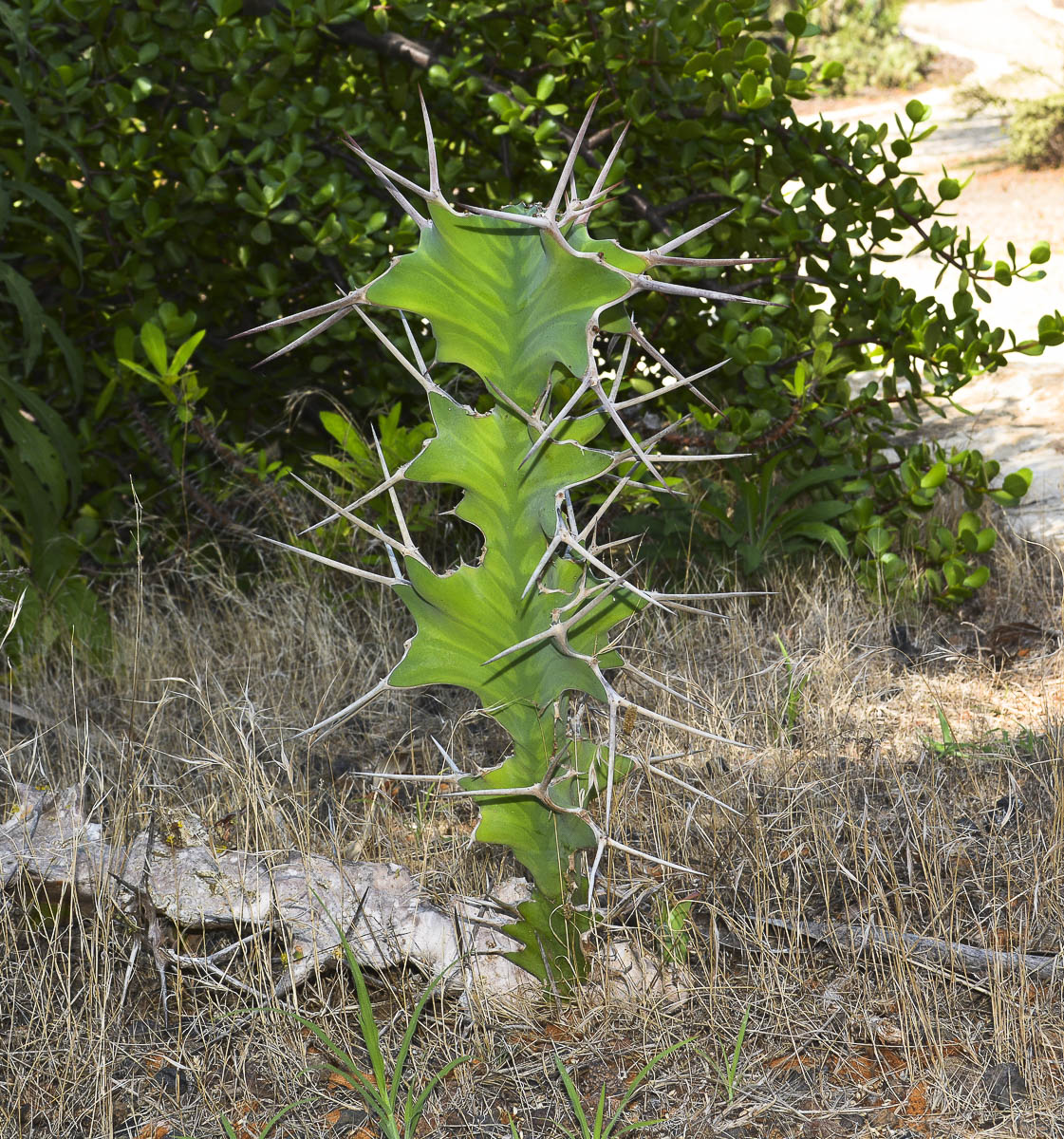 Изображение особи Euphorbia grandicornis.