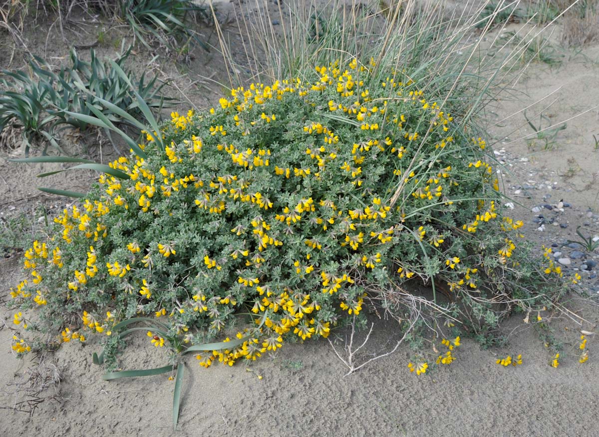 Image of Lotus cytisoides specimen.