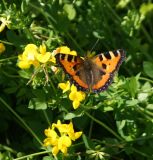 Lotus corniculatus. Отцветающие соцветия с кормящейся крапивницей. Казахстан, Восточно-Казахстанская обл., Уланский р-н, дачный участок, в культуре. 18.06.2013.