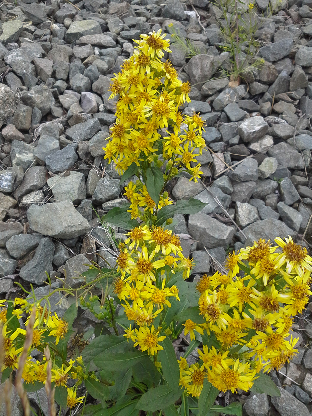 Image of Solidago virgaurea ssp. lapponica specimen.