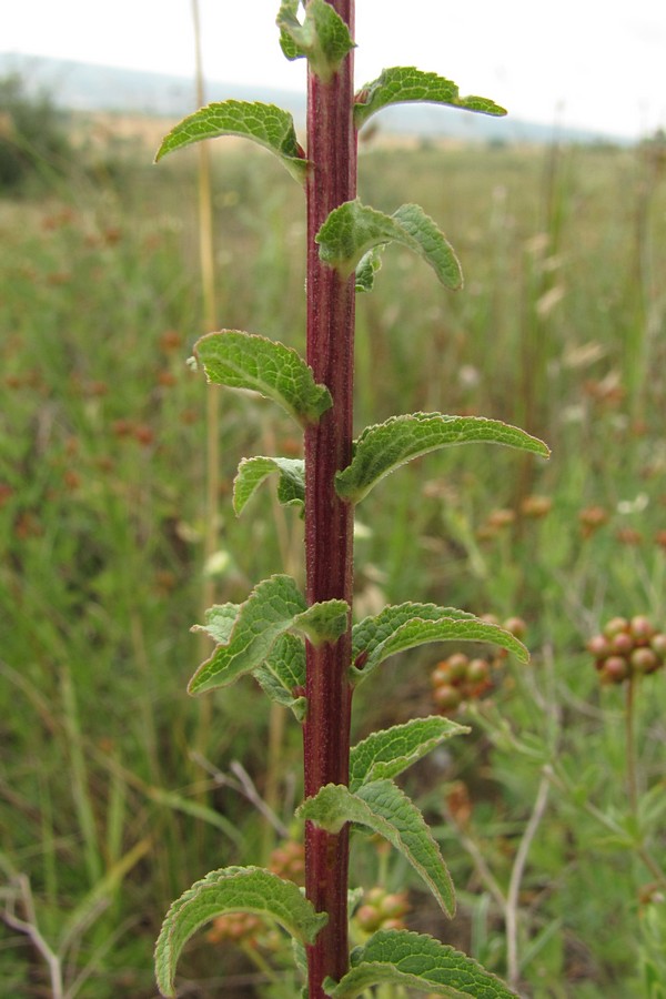 Image of Campanula bononiensis specimen.