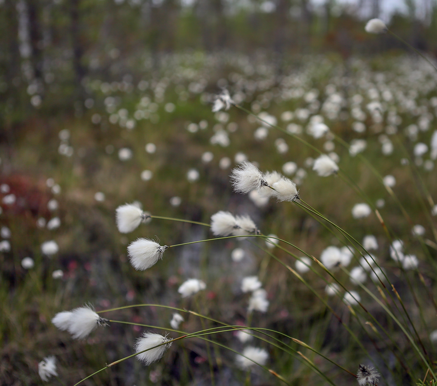 Изображение особи Eriophorum vaginatum.