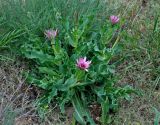 Tragopogon marginifolius. Расцветающее растение. Астраханская обл., Богдинско-Баскунчакский заповедник, гора Большое Богдо, сухая степь. 01.05.2019.