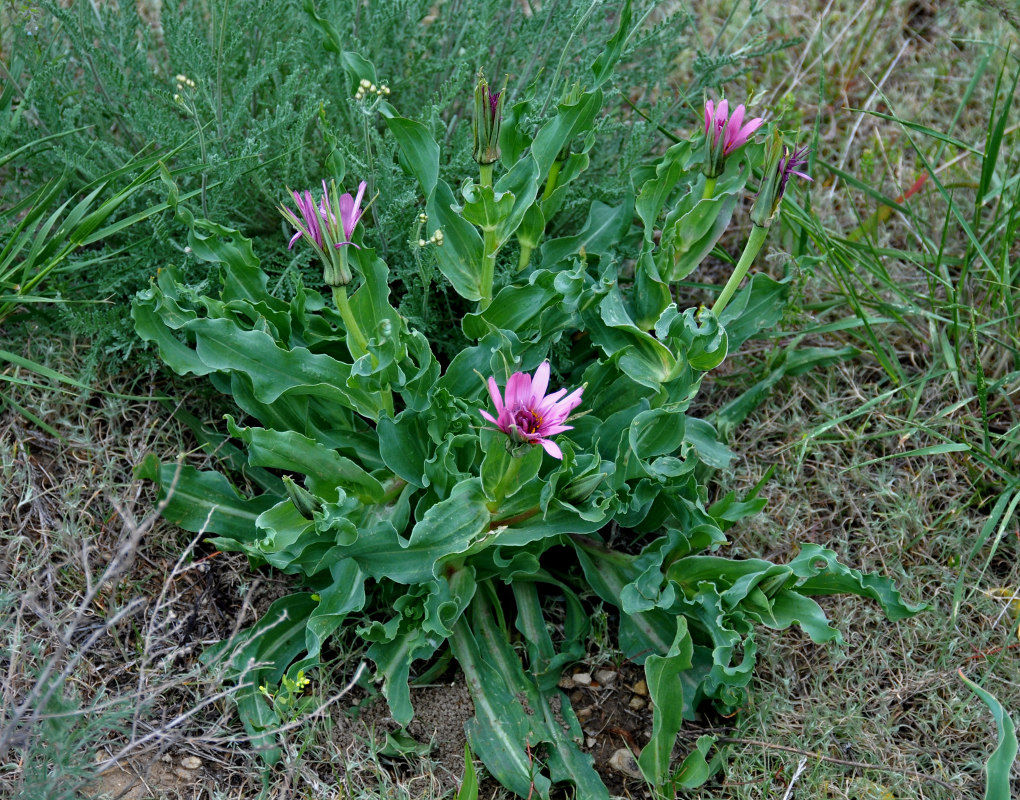 Изображение особи Tragopogon marginifolius.