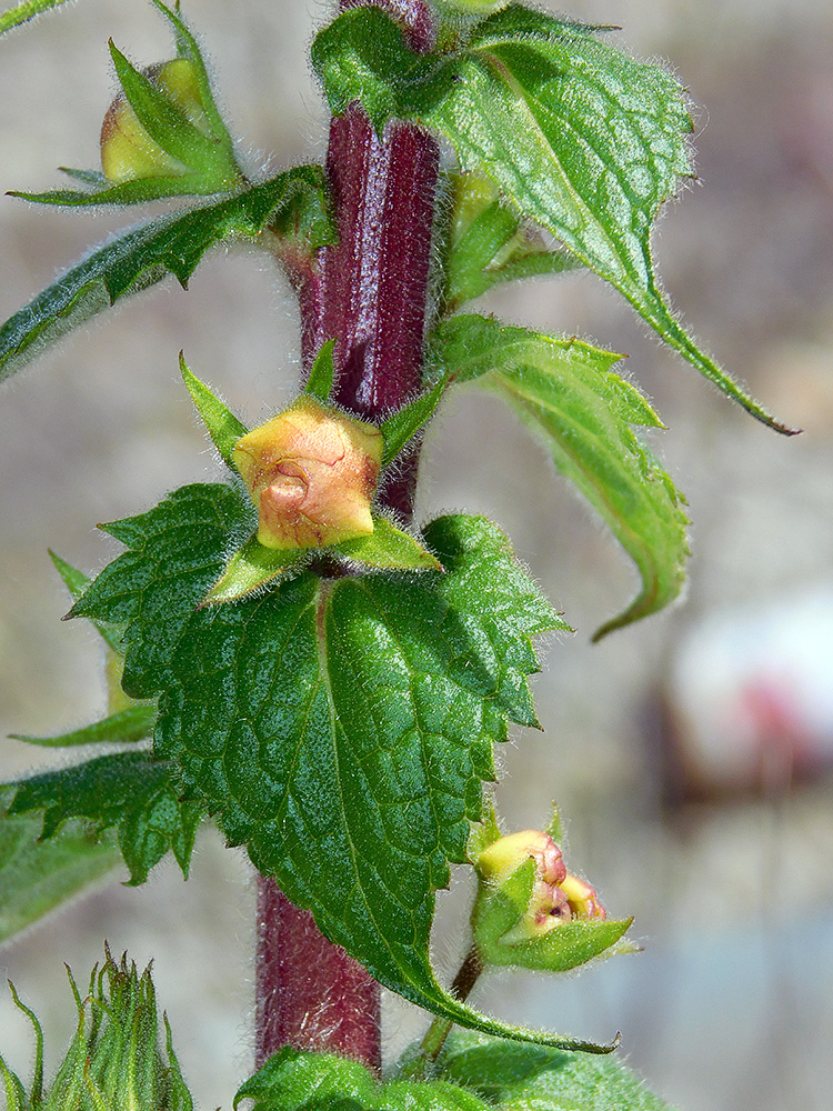 Image of Verbascum spectabile specimen.