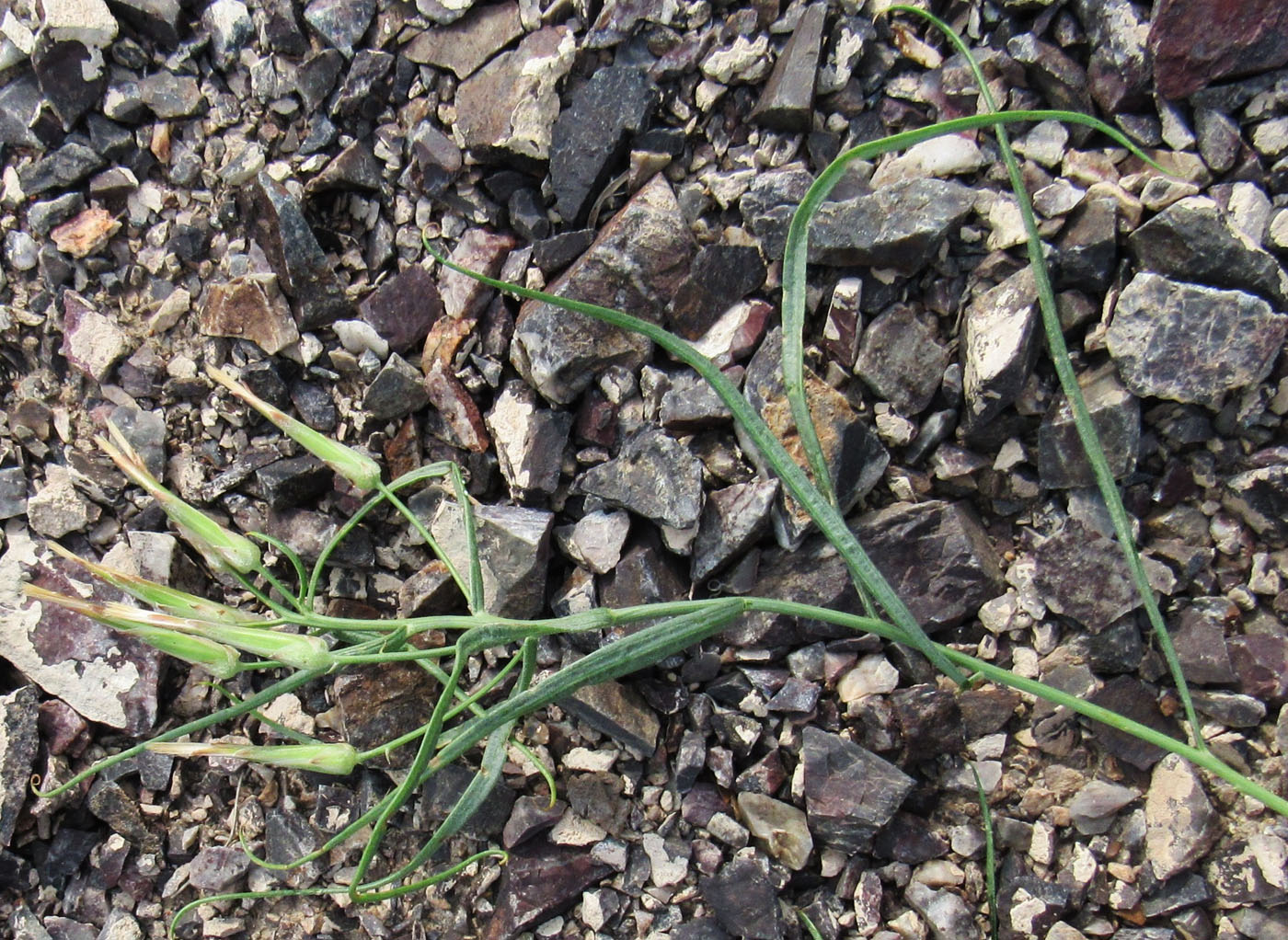 Image of Takhtajaniantha pusilla specimen.