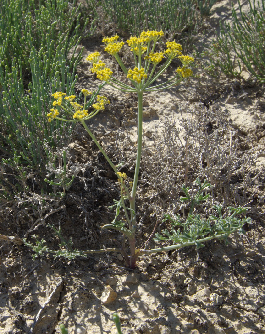 Image of Ferula nuda specimen.