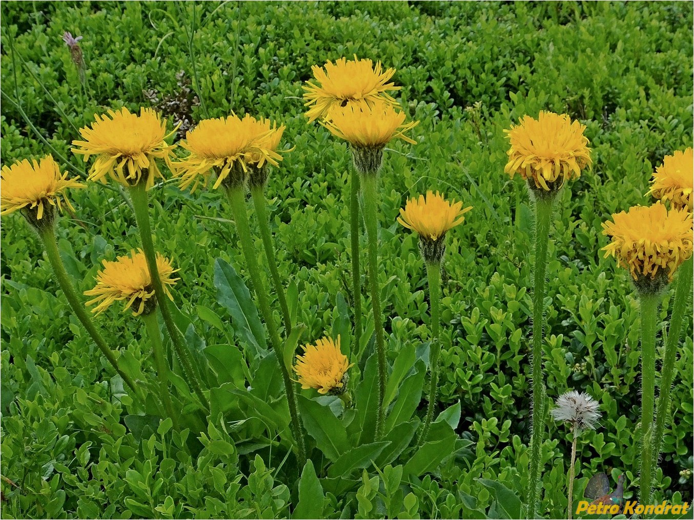 Image of Trommsdorffia uniflora specimen.