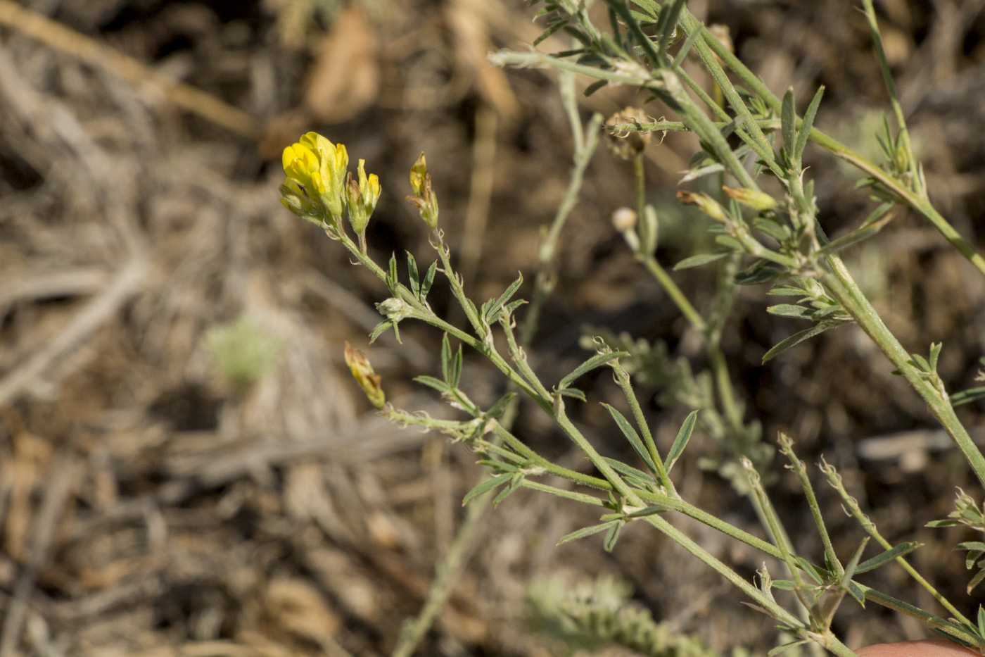 Изображение особи Medicago falcata.