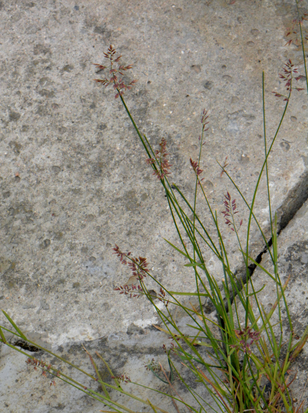 Image of Poa compressa specimen.