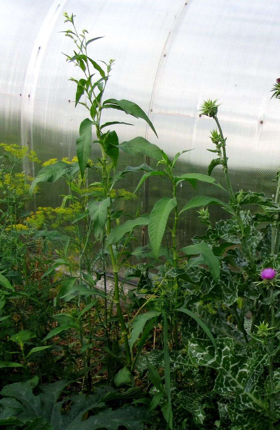 Изображение особи Persicaria lapathifolia.