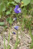 Campanula persicifolia