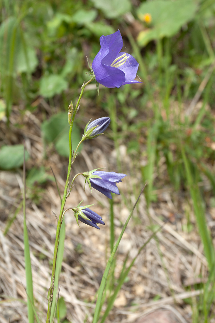 Image of Campanula persicifolia specimen.