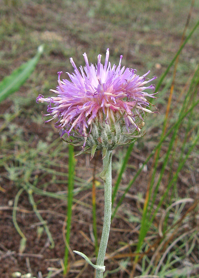 Image of Jurinea longifolia specimen.