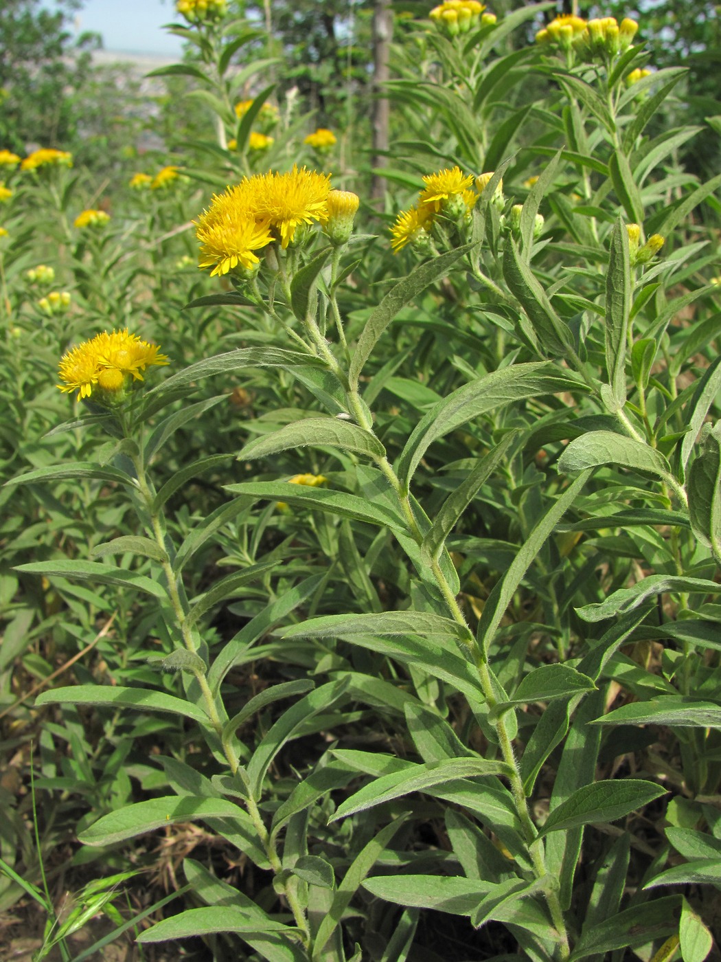 Изображение особи Inula germanica.