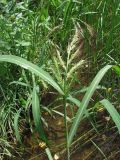 Echinochloa crus-galli. Верхушка цветущего растения. Крым, окр. с. Лучистое. 21 июля 2010 г.