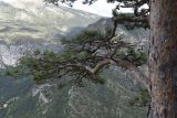 Pinus sylvestris. Часть ствола и боковая ветвь. Испания, Каталония, пров. Барселона, комарка Бергеда, муниципалитет Сальдес, подножие горы Педрафорка, смотровая площадка \"Гресолет\", 1557 м н.у.м., кромка обрыва. 22.09.2019.