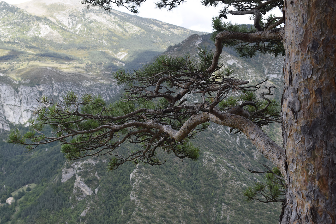 Изображение особи Pinus sylvestris.