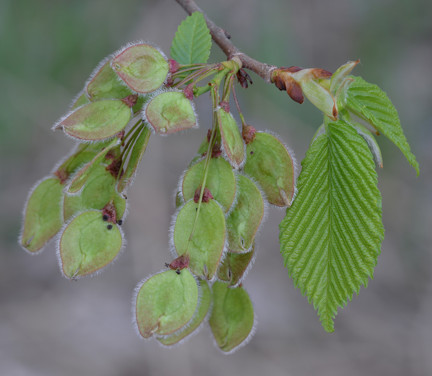 Изображение особи Ulmus laevis.