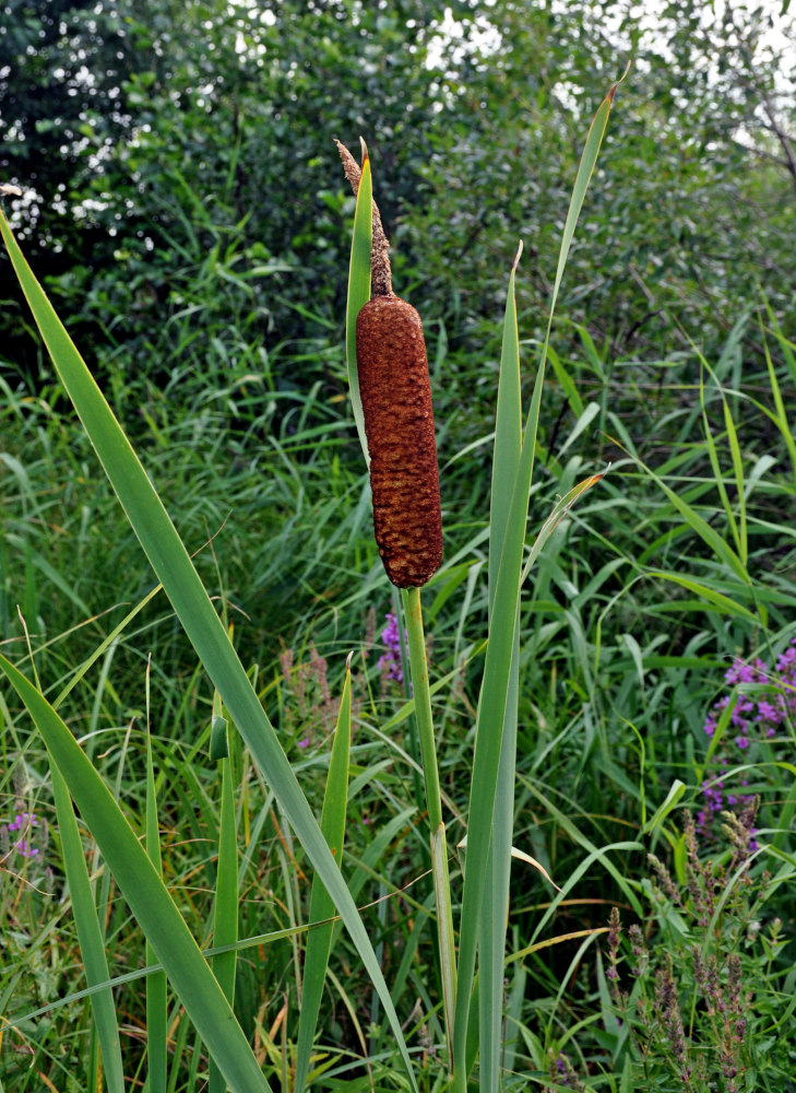 Image of Typha latifolia specimen.