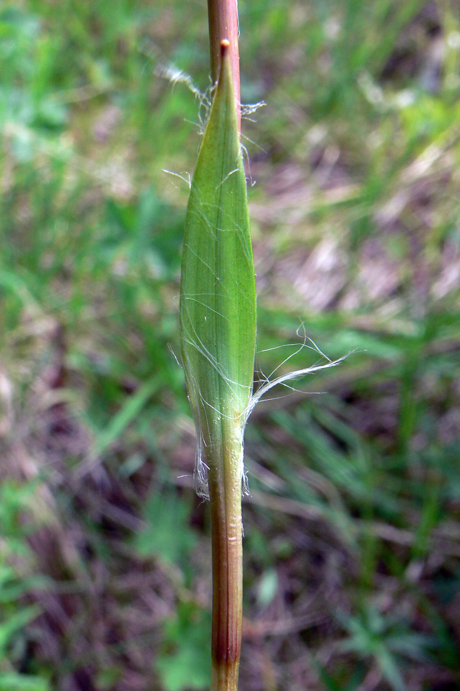 Image of Luzula pilosa specimen.