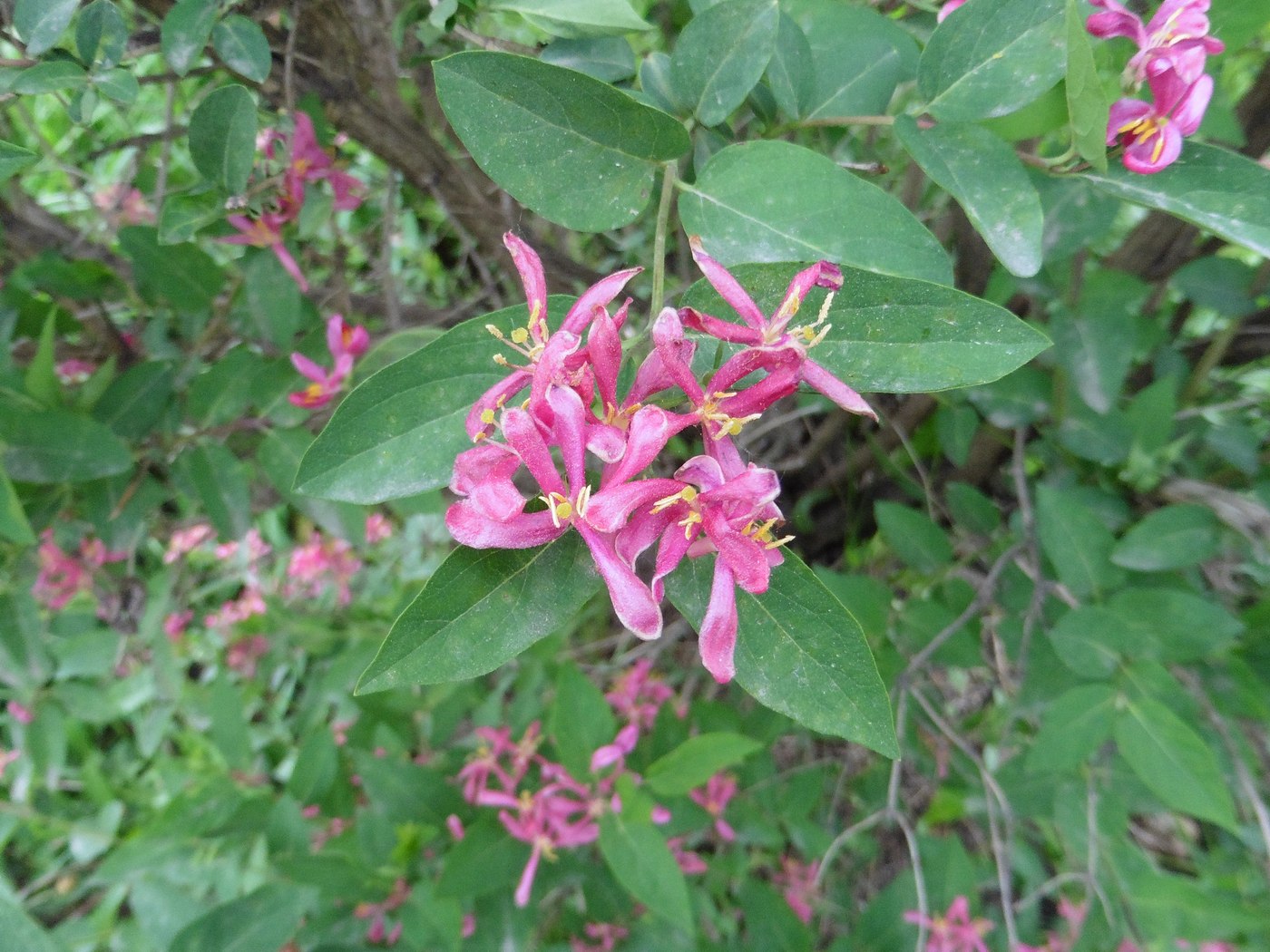 Image of Lonicera tatarica specimen.