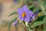 Solanum elaeagnifolium