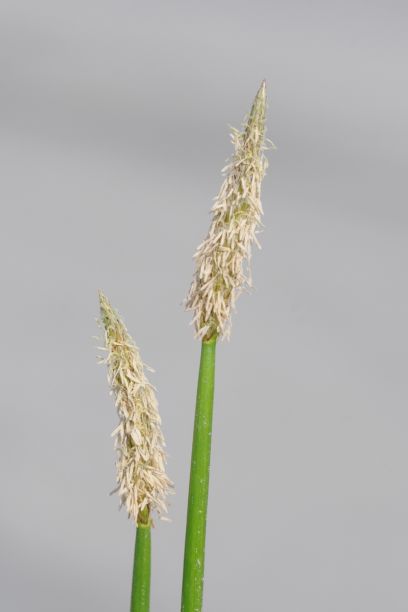Изображение особи Eleocharis palustris.