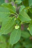 Euonymus europaeus