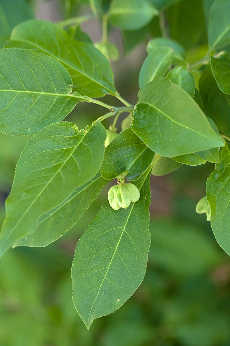 Изображение особи Euonymus europaeus.