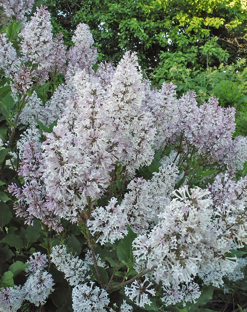 Image of Syringa pubescens ssp. patula specimen.