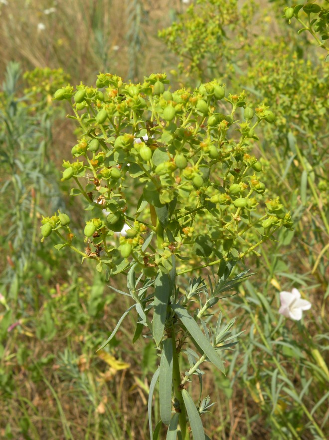 Изображение особи Euphorbia seguieriana.