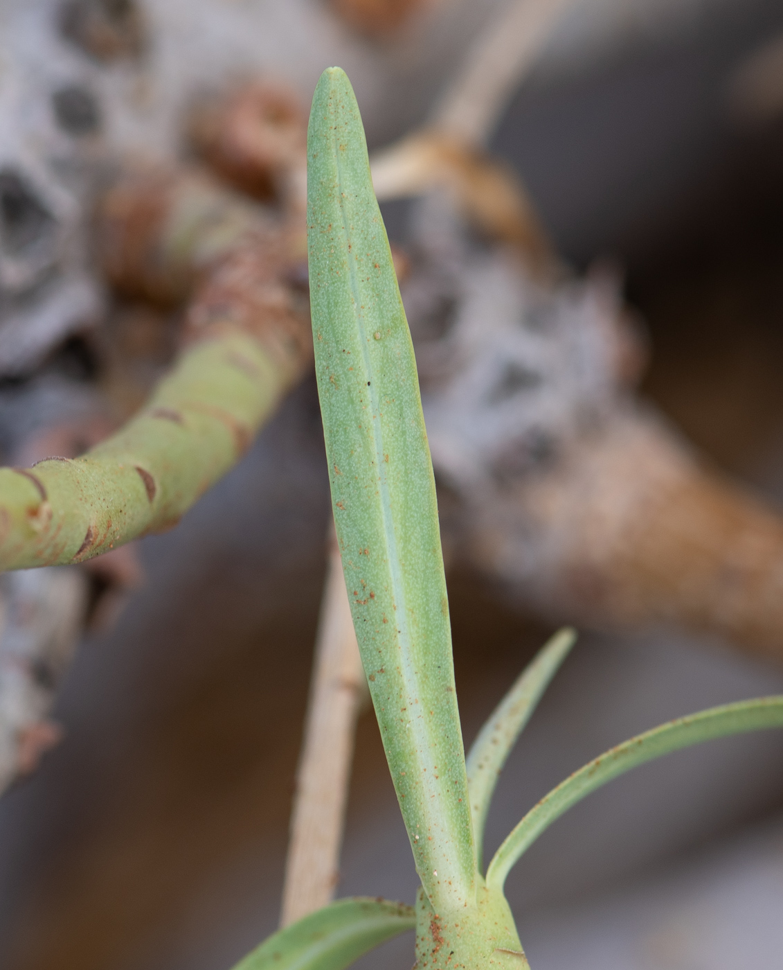 Изображение особи Euphorbia regis-jubae.