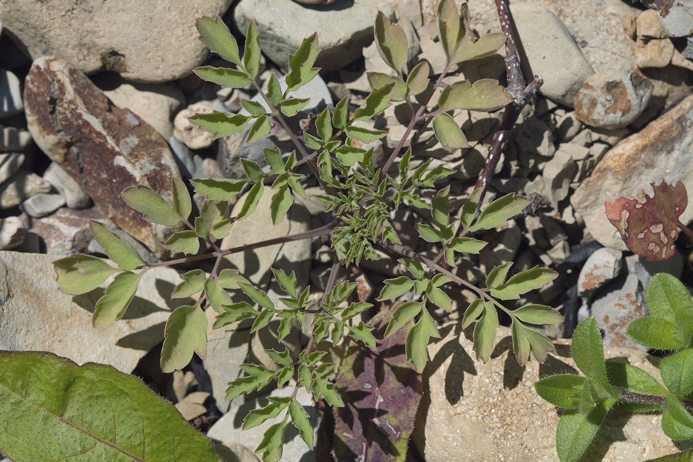 Изображение особи Corydalis pallida.