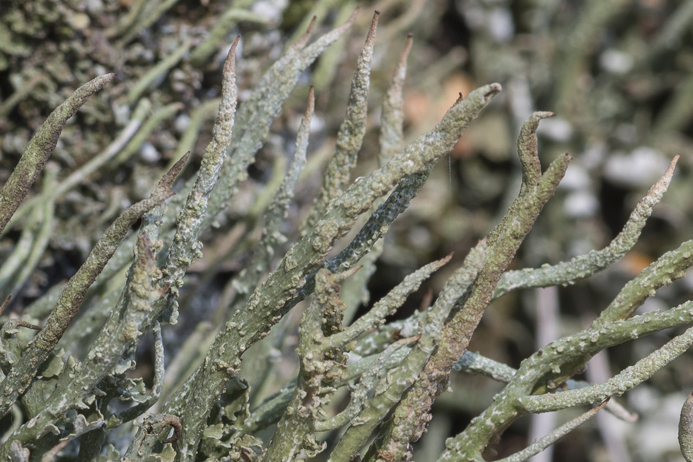 Image of Cladonia cornuta specimen.