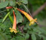 Tecoma subspecies arequipensis