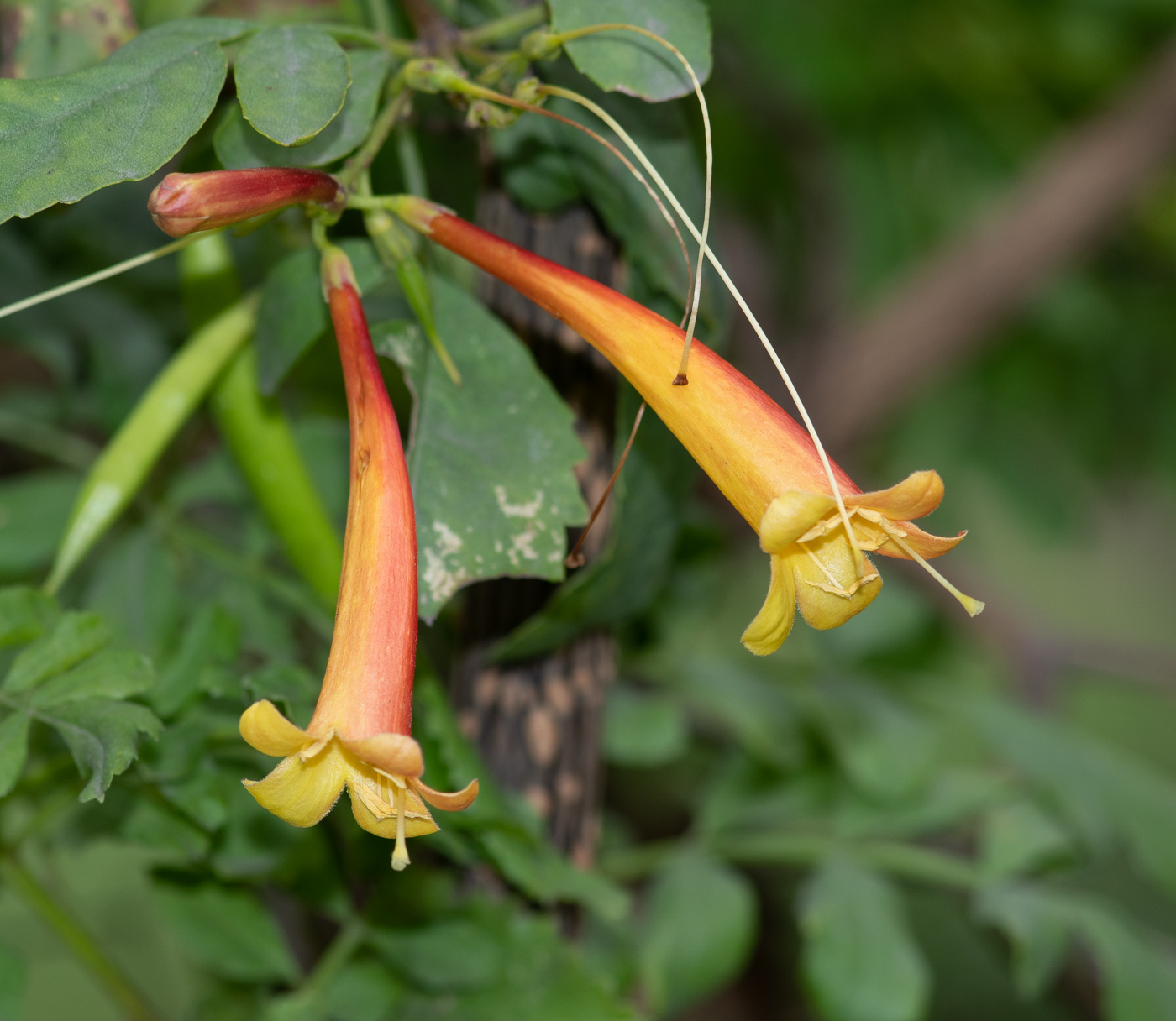 Изображение особи Tecoma fulva ssp. arequipensis.