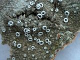 Lecanora allophana. Кусочек таллома (при увеличении - 0,7×10) с апотециями. Санкт-Петербург, Приморский р-н, окр. пересечения Шуваловского просп. и ул. Оптиков, на стволе лиственного дерева. 14.02.2020.