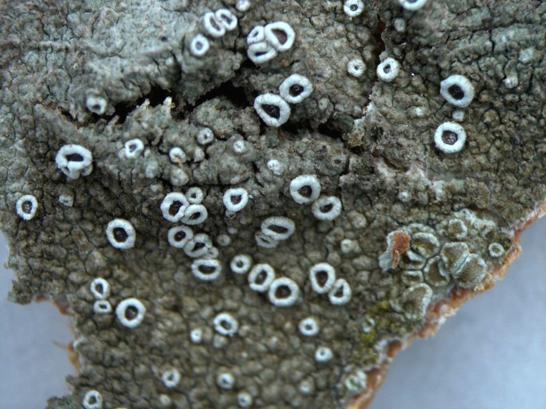 Изображение особи Lecanora allophana.