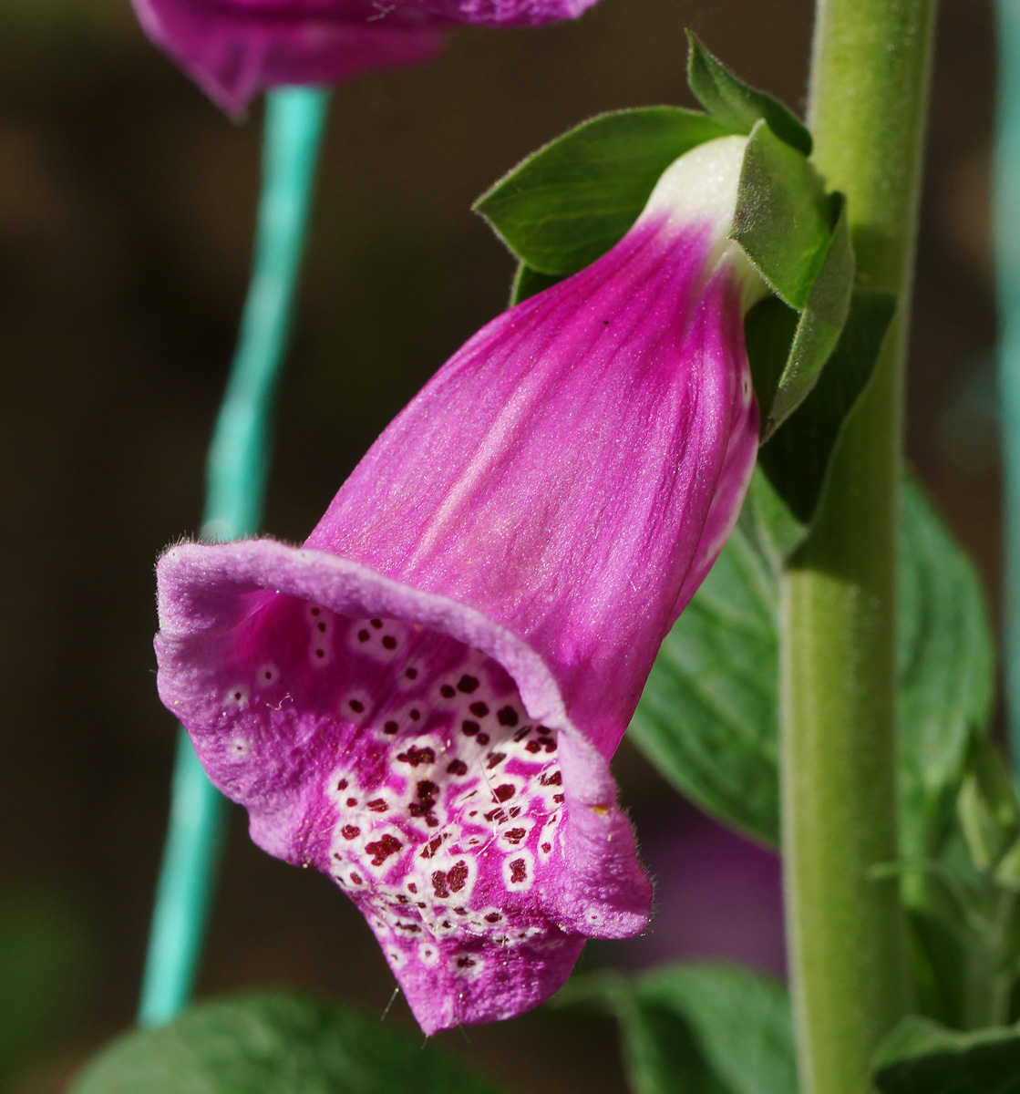 Изображение особи Digitalis purpurea.