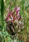 Astragalus platyphyllus. Отцветающее соцветие с колонией тли и муравьями. Кыргызстан, Чуйская обл., окр. г. Бишкек восточнее с. Орто-Сай, предгорье, склон холма. 04.06.2019.