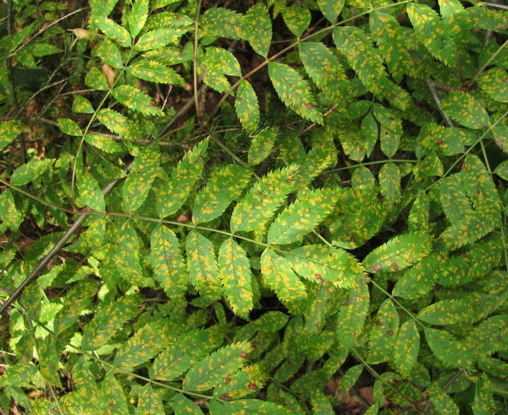 Image of Sorbus aucuparia specimen.