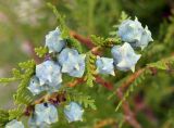 Platycladus orientalis. Верхушка веточки с шишками. Кыргызстан, Иссык-Кульская обл., восточная окр. с. Бостери, территория Киргизского Взморья. 21.07.2015.