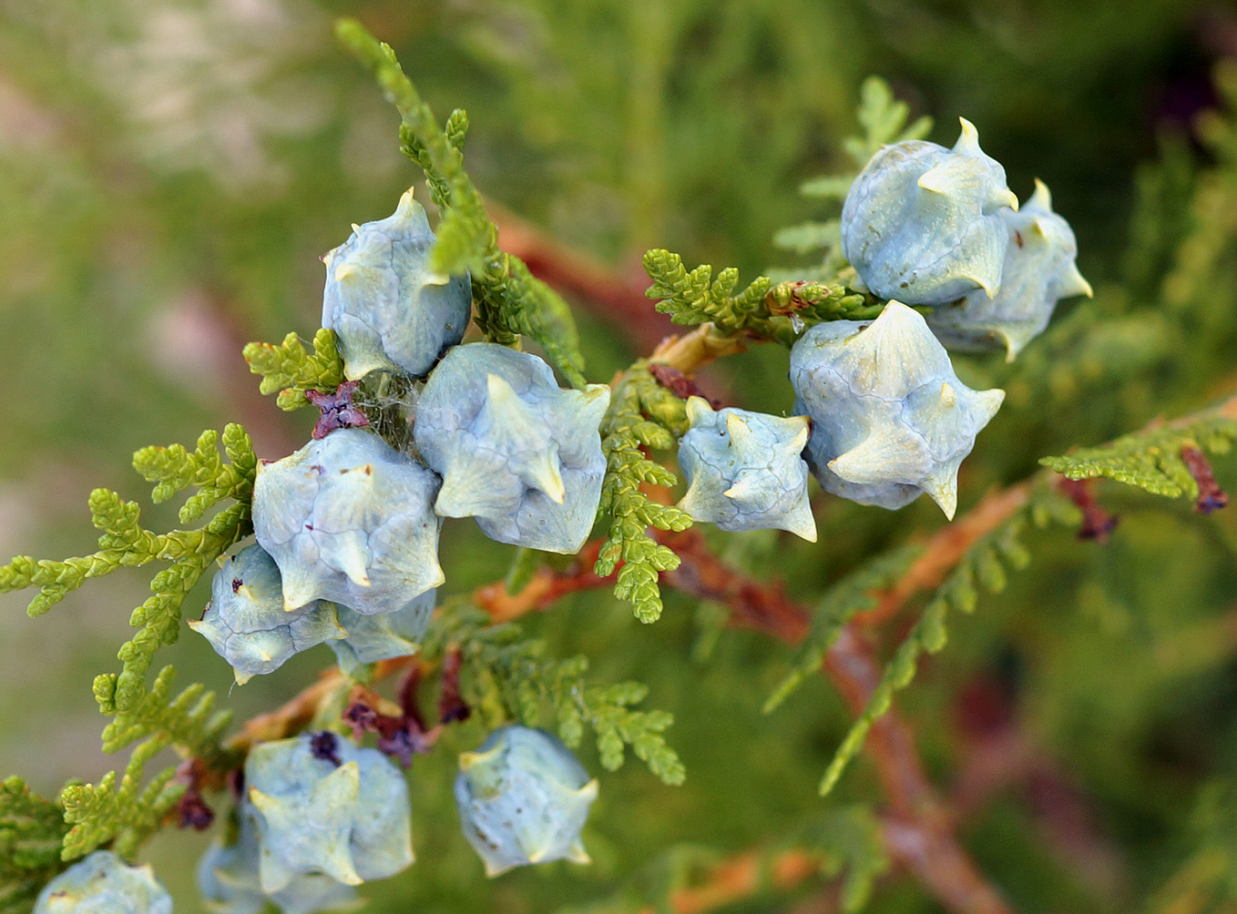 Изображение особи Platycladus orientalis.