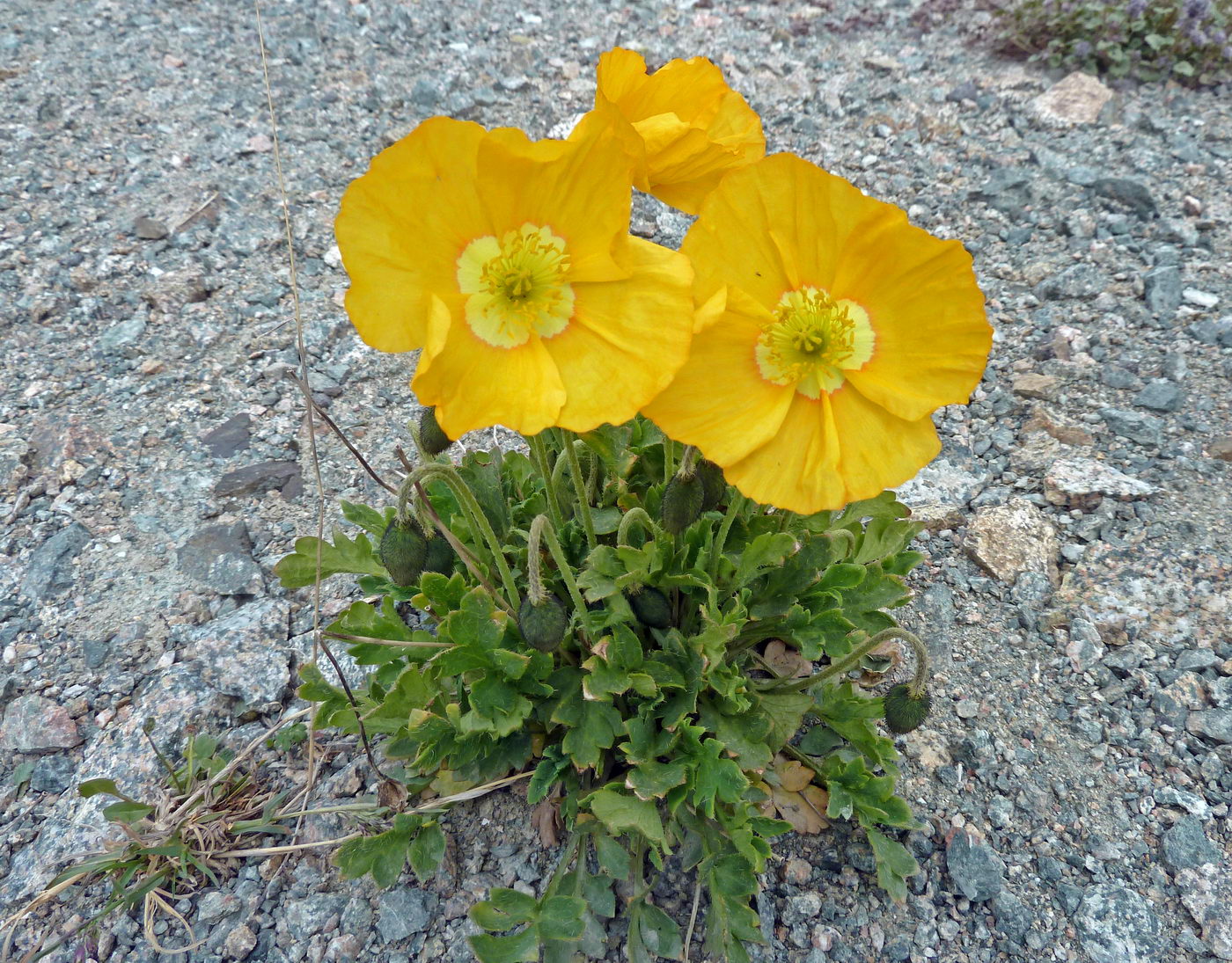 Изображение особи Papaver croceum.