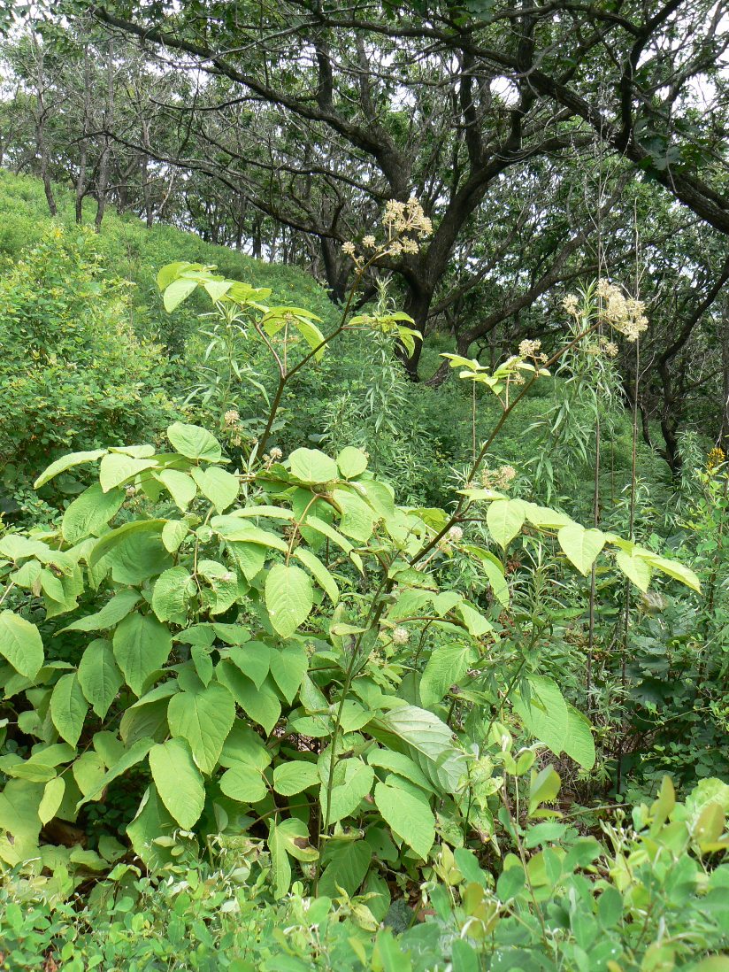 Image of Aralia continentalis specimen.