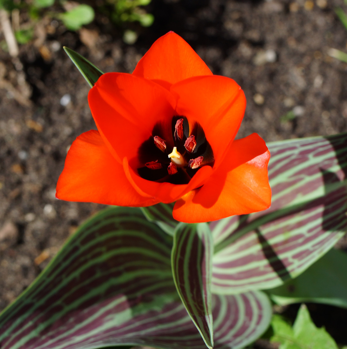 Image of Tulipa greigii specimen.