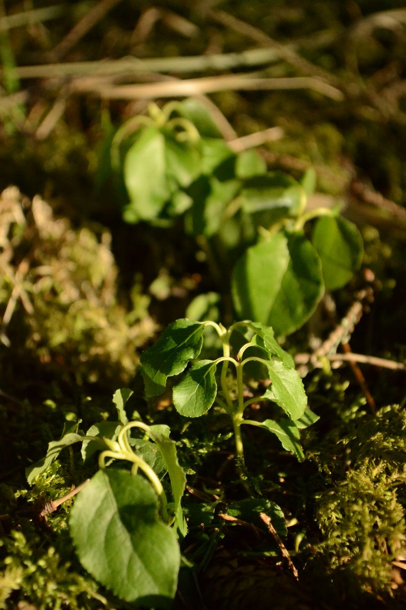 Image of Orthilia secunda specimen.